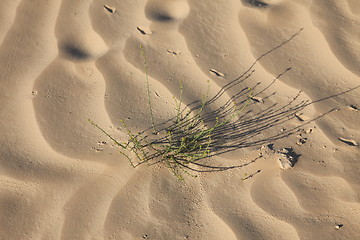 Image showing Alone plant growing in the desert