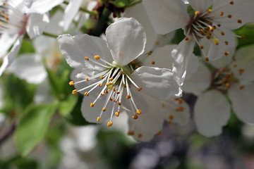 Image showing Close up of fruit flowers in the earliest springtime