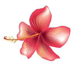 Image showing Flower hibiscus