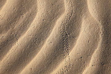 Image showing Wind textures on sand in Sahara