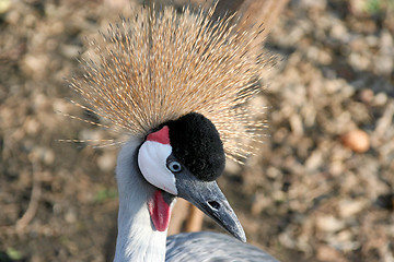 Image showing head heron balearica