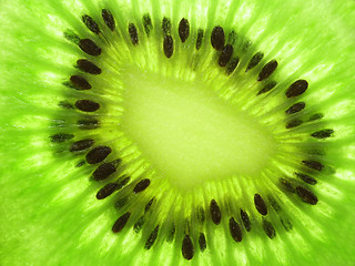 Image showing Kiwi