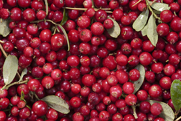 Image showing fresh cranberries