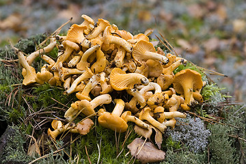 Image showing mushrooms