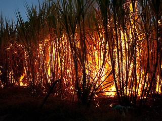 Image showing Sugarcane field on fire