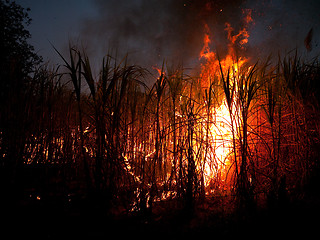 Image showing Sugarcane field on fire