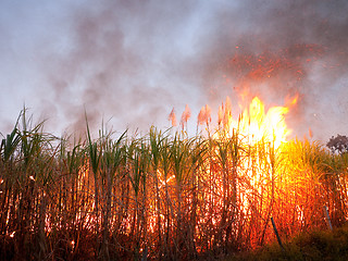 Image showing Sugarcane field on fire