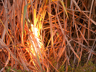 Image showing Sugarcane field on fire