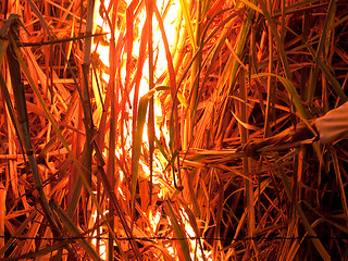 Image showing Sugarcane field on fire