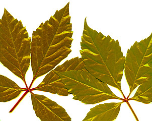 Image showing      isolated golden leafs