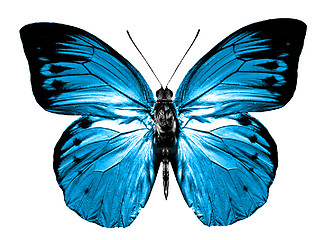 Image showing butterfly isolated 