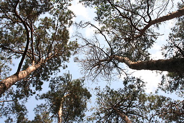 Image showing sky and trees