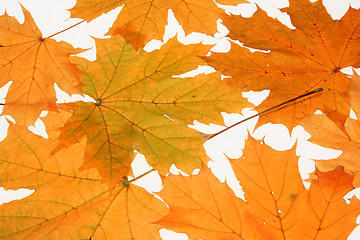 Image showing red autumn leafs as background