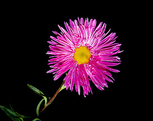 Image showing  isolated pink flower