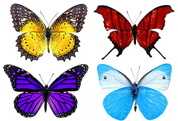 Image showing Some various butterflies isolated on white