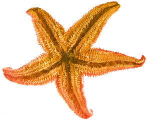 Image showing starfish isolated