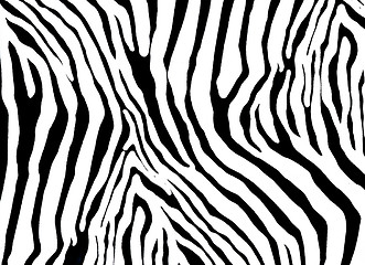Image showing  zebra as  pattern