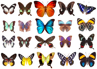 Image showing Some various butterflies isolated on  white