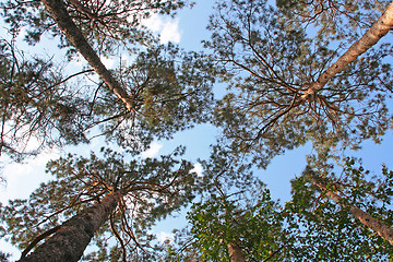 Image showing tree and sky