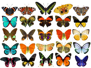 Image showing Some various butterflies isolated on white