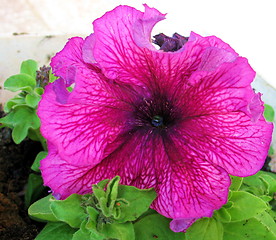 Image showing Pink pansy