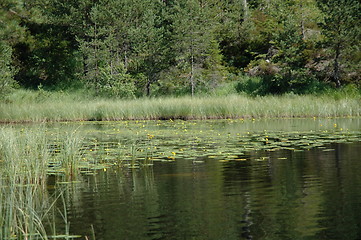 Image showing forest lake with water lilies