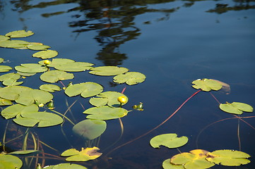 Image showing waterlilies