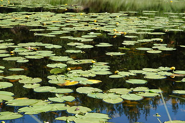 Image showing waterlilies