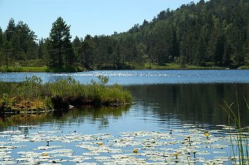 Image showing Quiet lake with water lilies