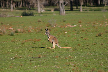 Image showing kangaroo baby