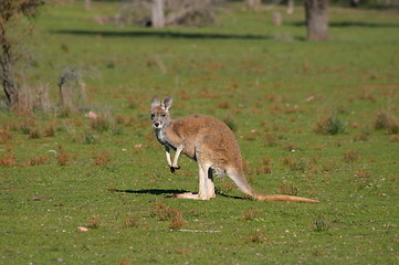 Image showing kangaroo