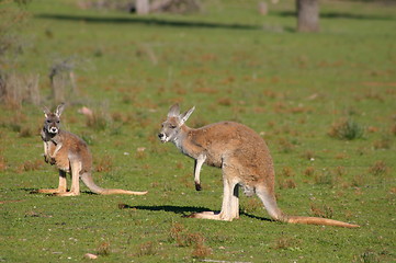 Image showing kangaroo mother with baby