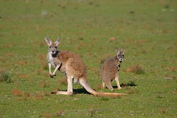 Image showing kangaroos