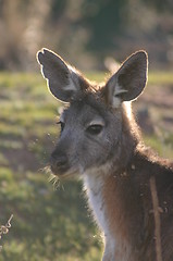 Image showing kangaroo