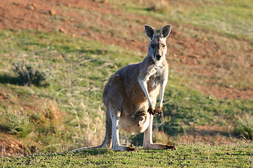 Image showing kangaroo with baby