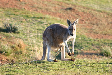 Image showing kangaroo with baby