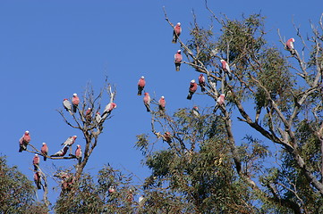 Image showing pink parrots on tree