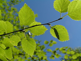 Image showing Tree branches