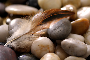 Image showing Feather and rocks