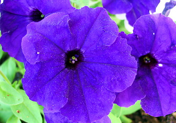 Image showing Natural Purple