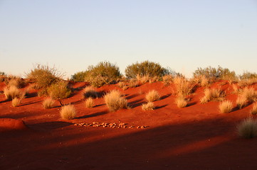 Image showing outback