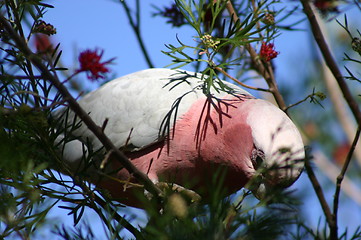 Image showing pink parrot at tree