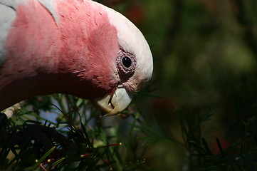 Image showing pink parrot
