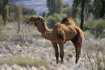 Image showing wild australian camel