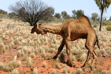 Image showing wild australian camel