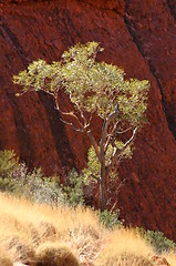 Image showing tree at olgas