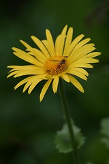 Image showing Yellow flower with insect