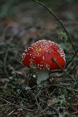 Image showing Fly agaric