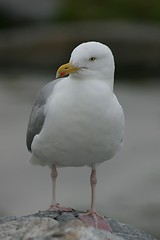 Image showing Gull