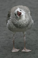 Image showing Young gull